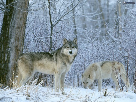 vlk-a-vlcica,-sneh,-zima-134233
